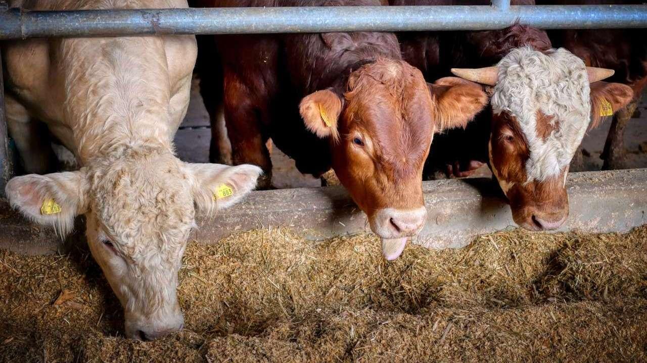 Dermatose : "Pour sauver toute la filière, l'abattage est la seule solution", selon la ministre de l'Agriculture