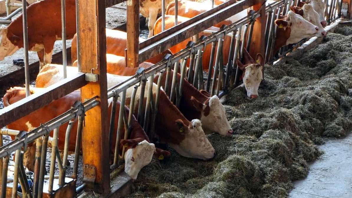 Dermatose: "la situation est sous contrôle", affirme la ministre de l'Agriculture