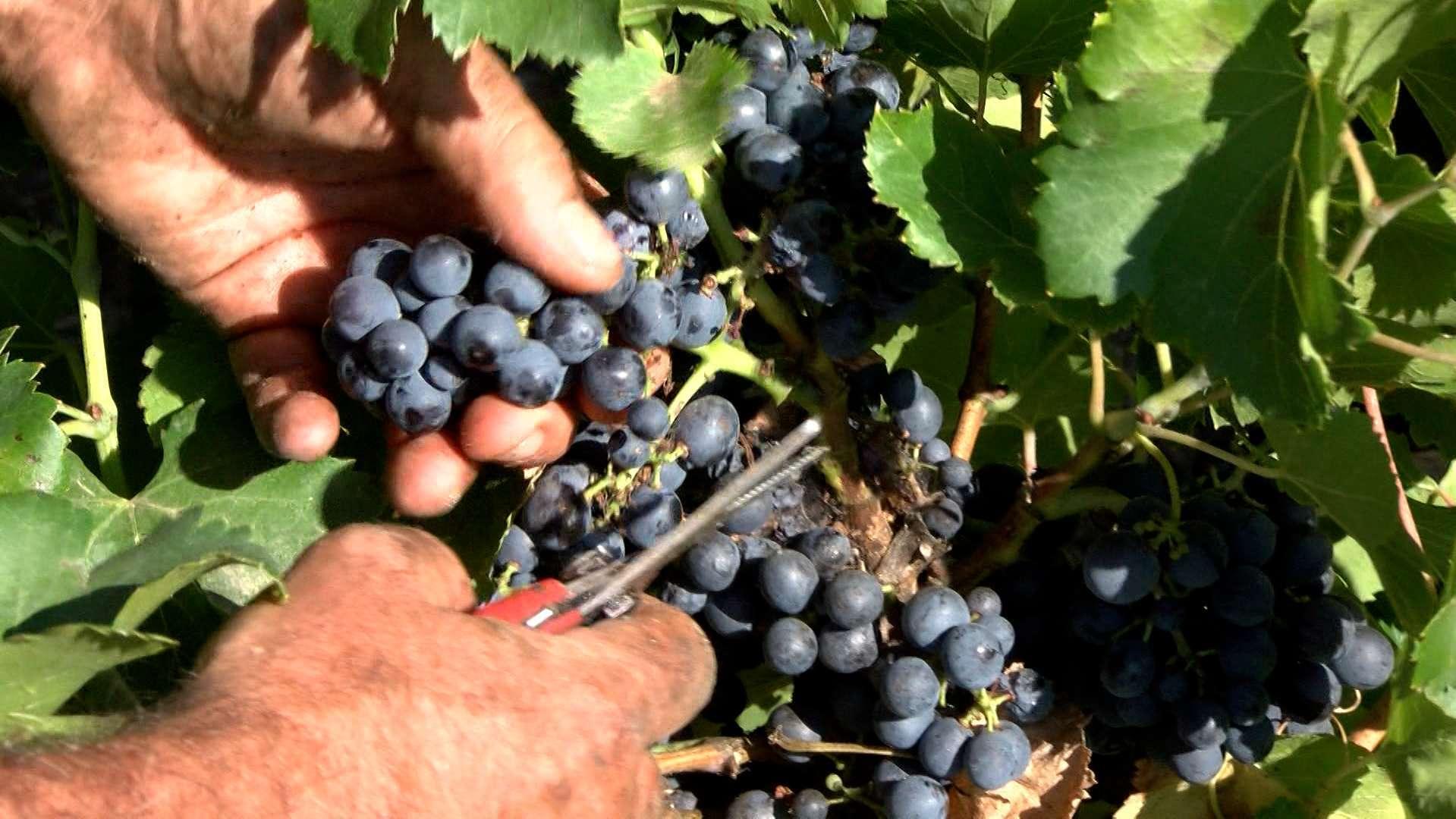 Climat : des vendanges 2025 particulièrement précoces mais "de bonne qualité"