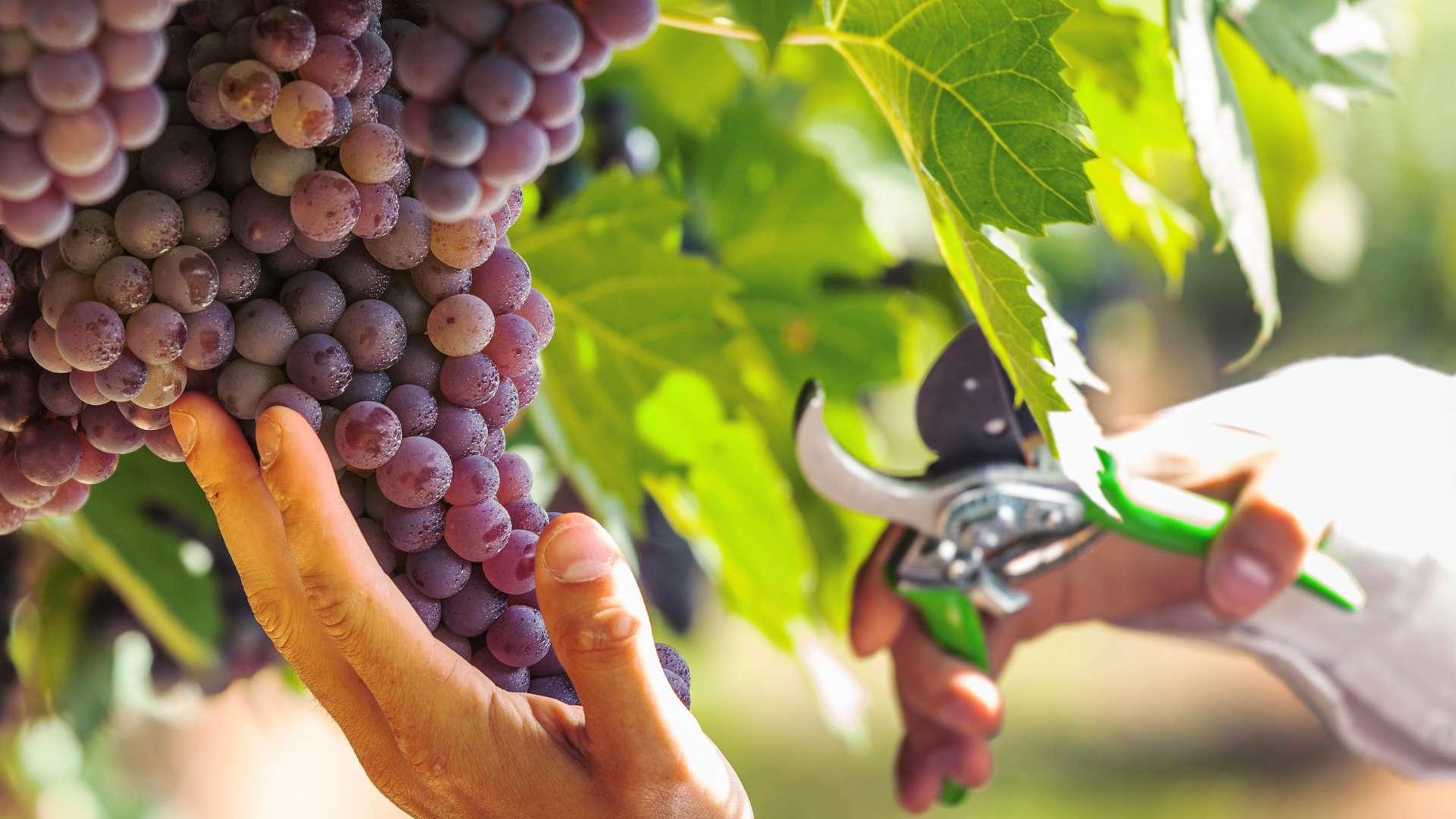 Vendanges : la Provence meilleure destination de France pour le travail saisonnier ?
