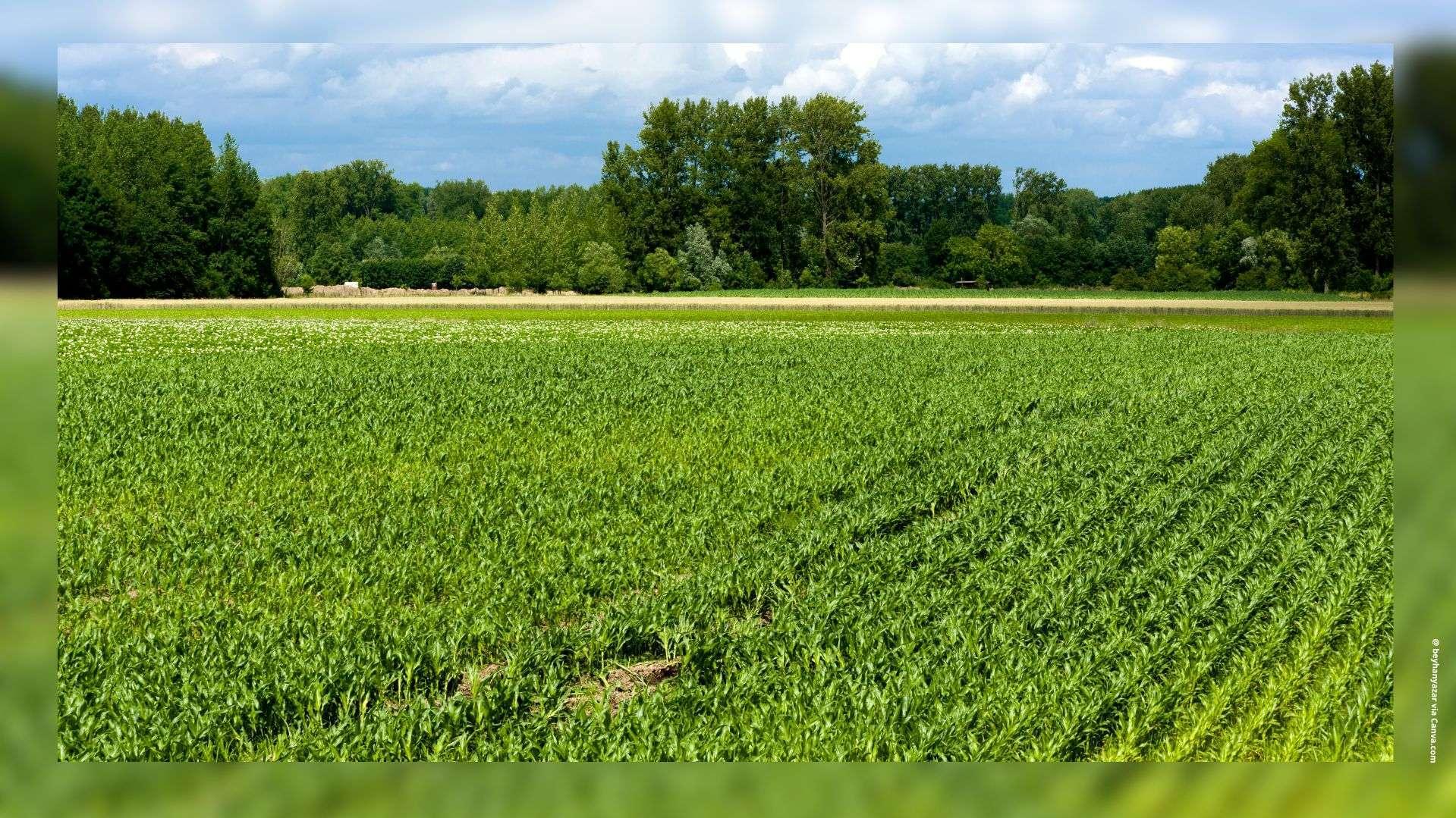 Recherche agriculteur à Cuges-les-Pins