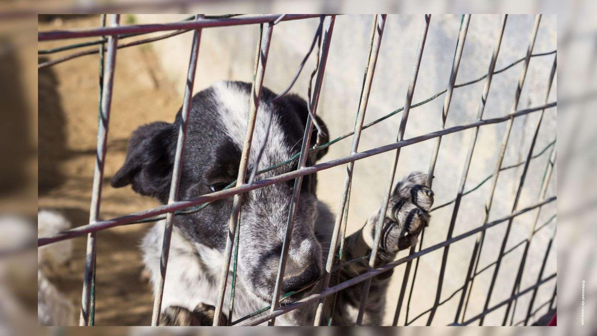 Abandon de chiens et chats : 38.000 prises en charge refusées en 2024 faute de place, selon la SPA