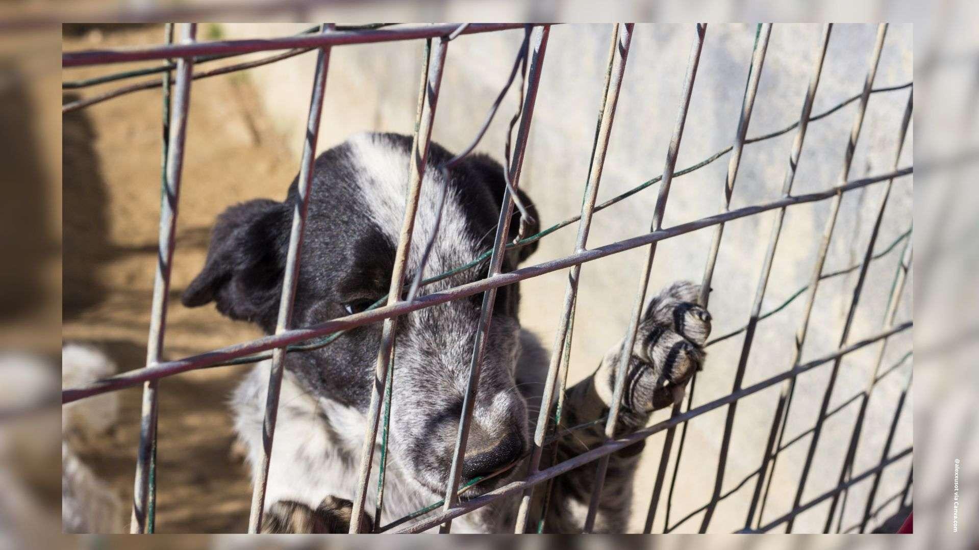 Abandon de chats et de chiens : "Un fléau qui s'aggrave" selon la SPA de Salon