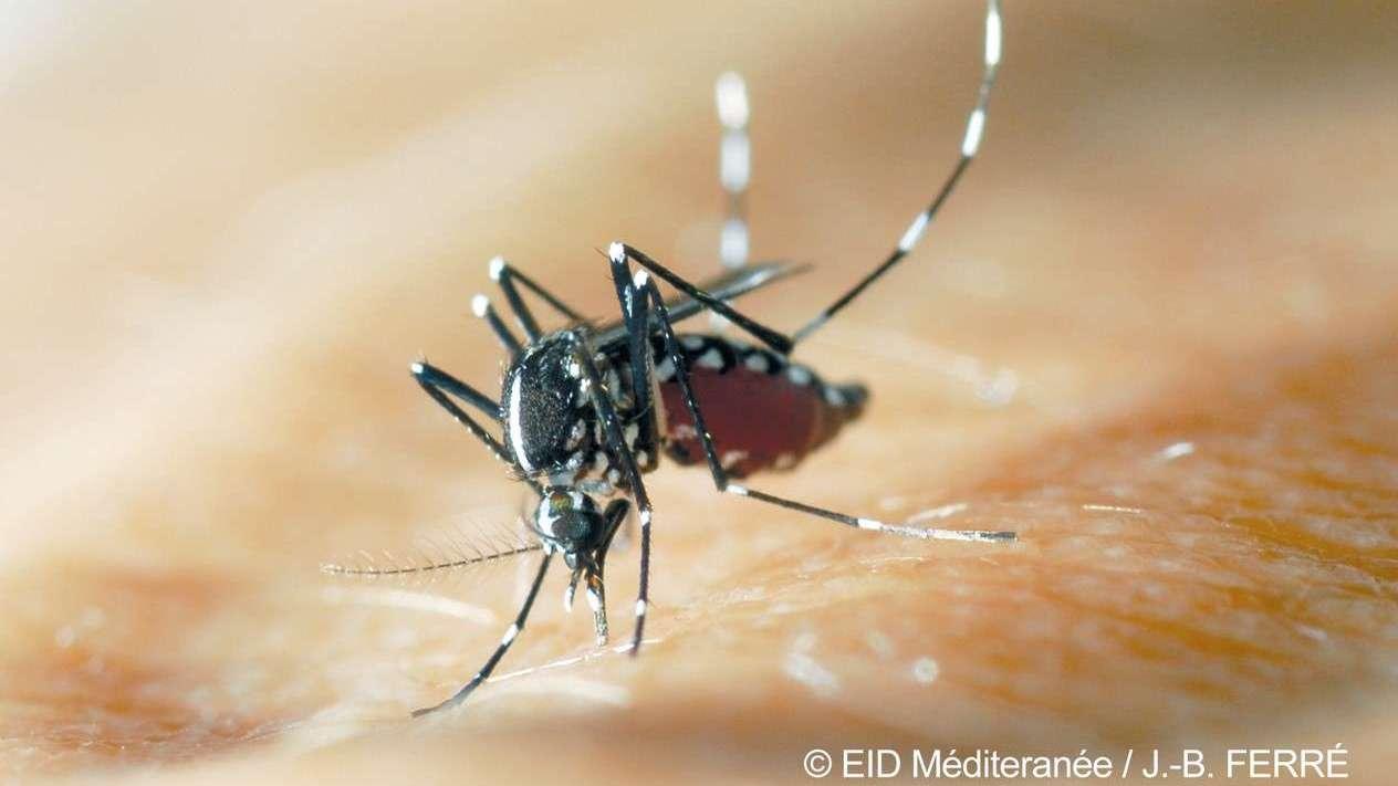 Après le Var, un nouveau cas autochtone de chikungunya détecté dans l'Hérault