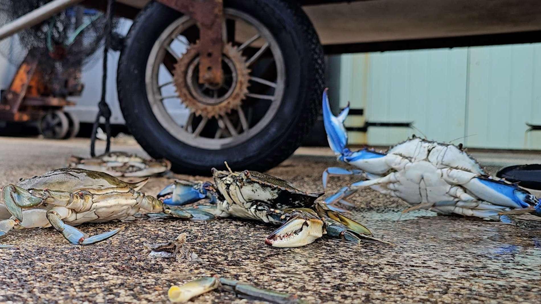 Invasion de crabes bleus : “On n'y arrivera pas”, le cri d’alarme des pêcheurs de l’étang de Berre