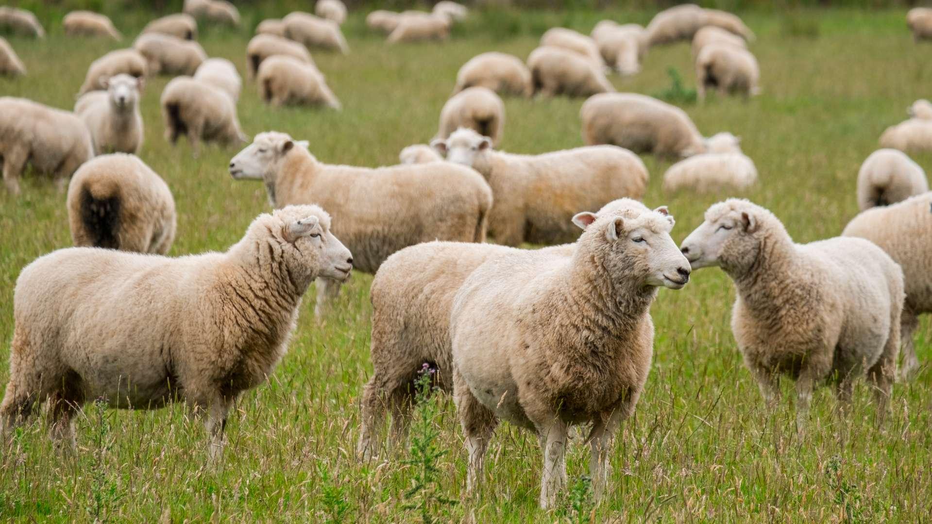 Fièvre catarrhale ovine : Barnier annonce "une enveloppe de 75 millions d'euros" pour les éleveurs touchés