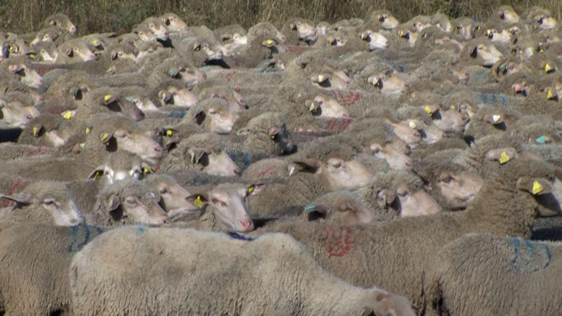 Le loup redevient, en partie, hors-la-loi, moutons et éleveurs respirent un peu mieux