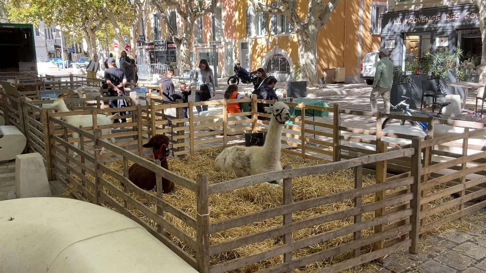 Martigues : Des animaux exposés en plein centre-ville pour la foire agricole