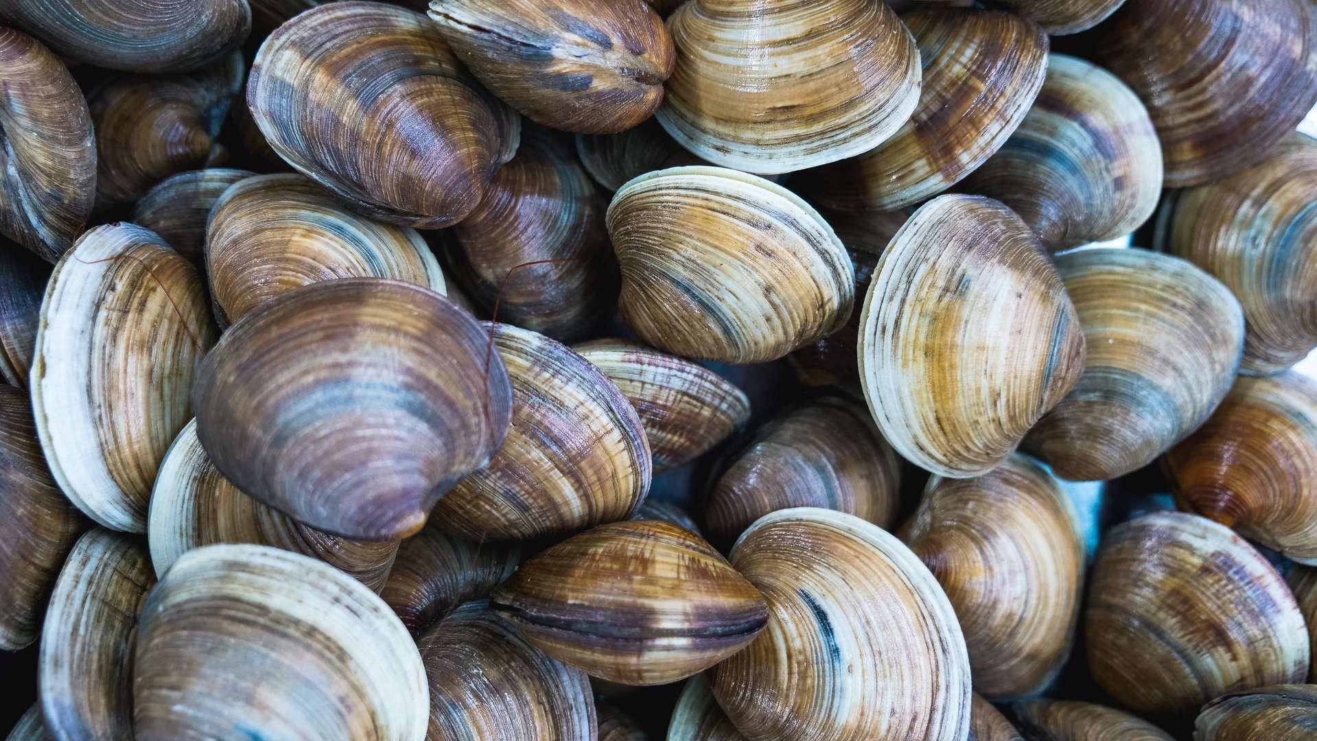 Etang de Berre : fermeture temporaire de la pêche aux coquillages