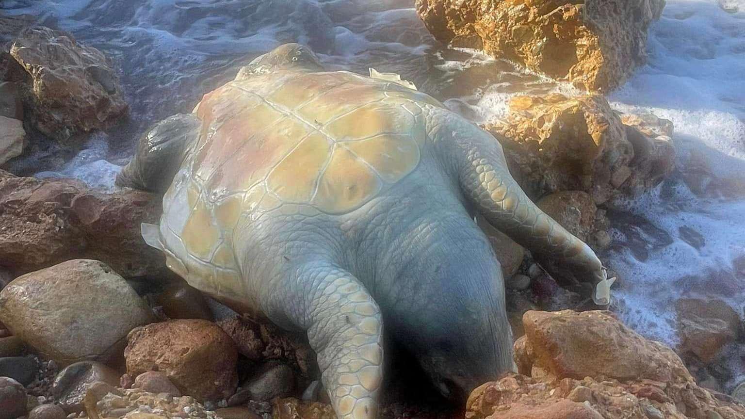 Une tortue Caouanne s’est échouée à Port-de-Bouc