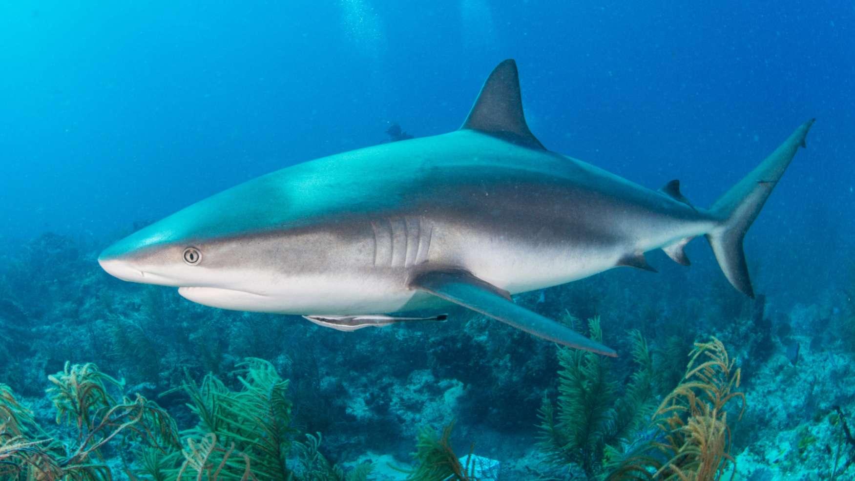 Requins en Méditerranée : "Il y a 50 espèces qui sont plus menacées que menaçantes"