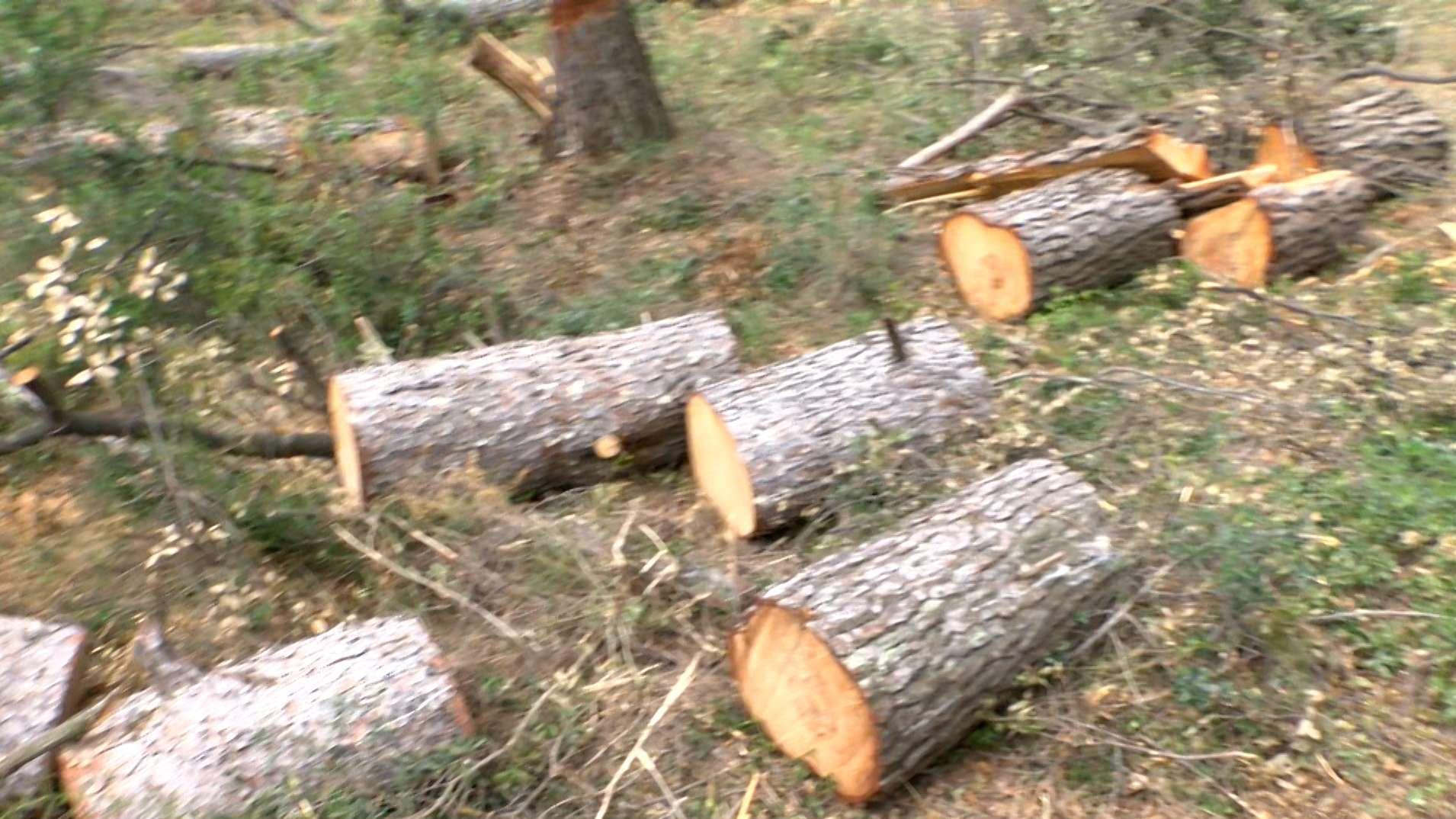 Prévention des feux de forêt : lancement de la campagne sur le débroussaillement