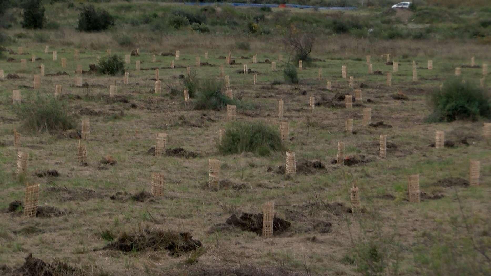 Istres : après l'incendie de 2017, nouvelle campagne de plantations aux Maurettes 