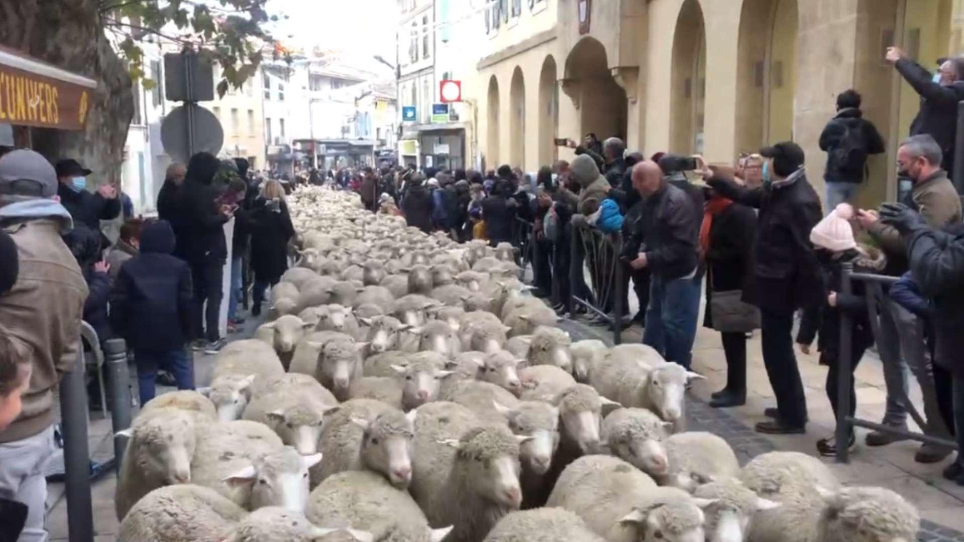 Transhumance à Istres : quelles sont les rues bloquées ?