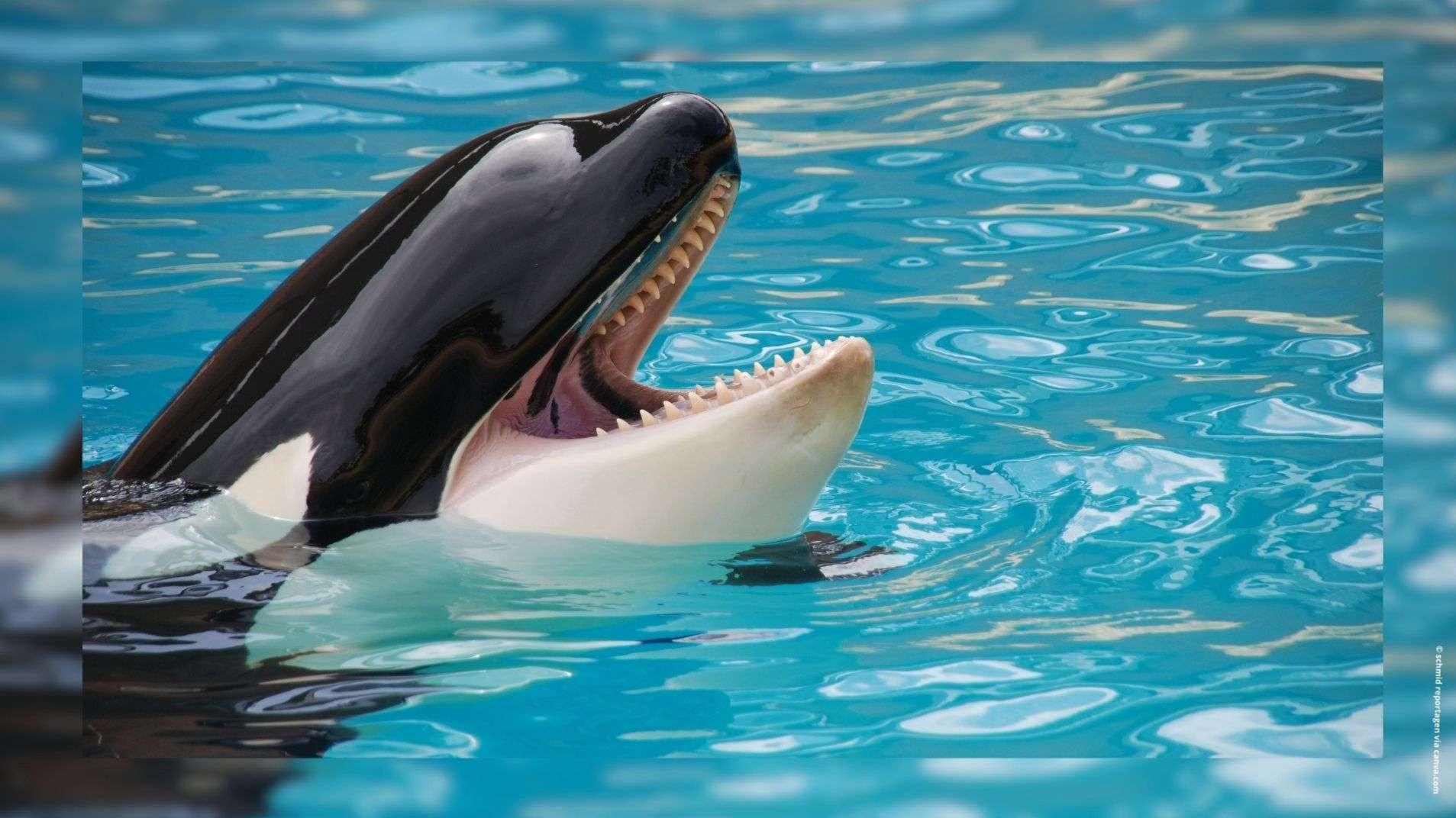 Le parc Marineland veut transférer ses deux dernières orques au Japon, opposition de défenseurs des animaux