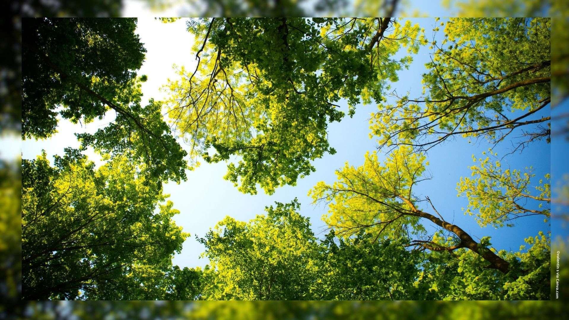 Aix-en-Provence ville pilote avec le projet européen Airfresh : "Planter le bon arbre, au bon endroit"