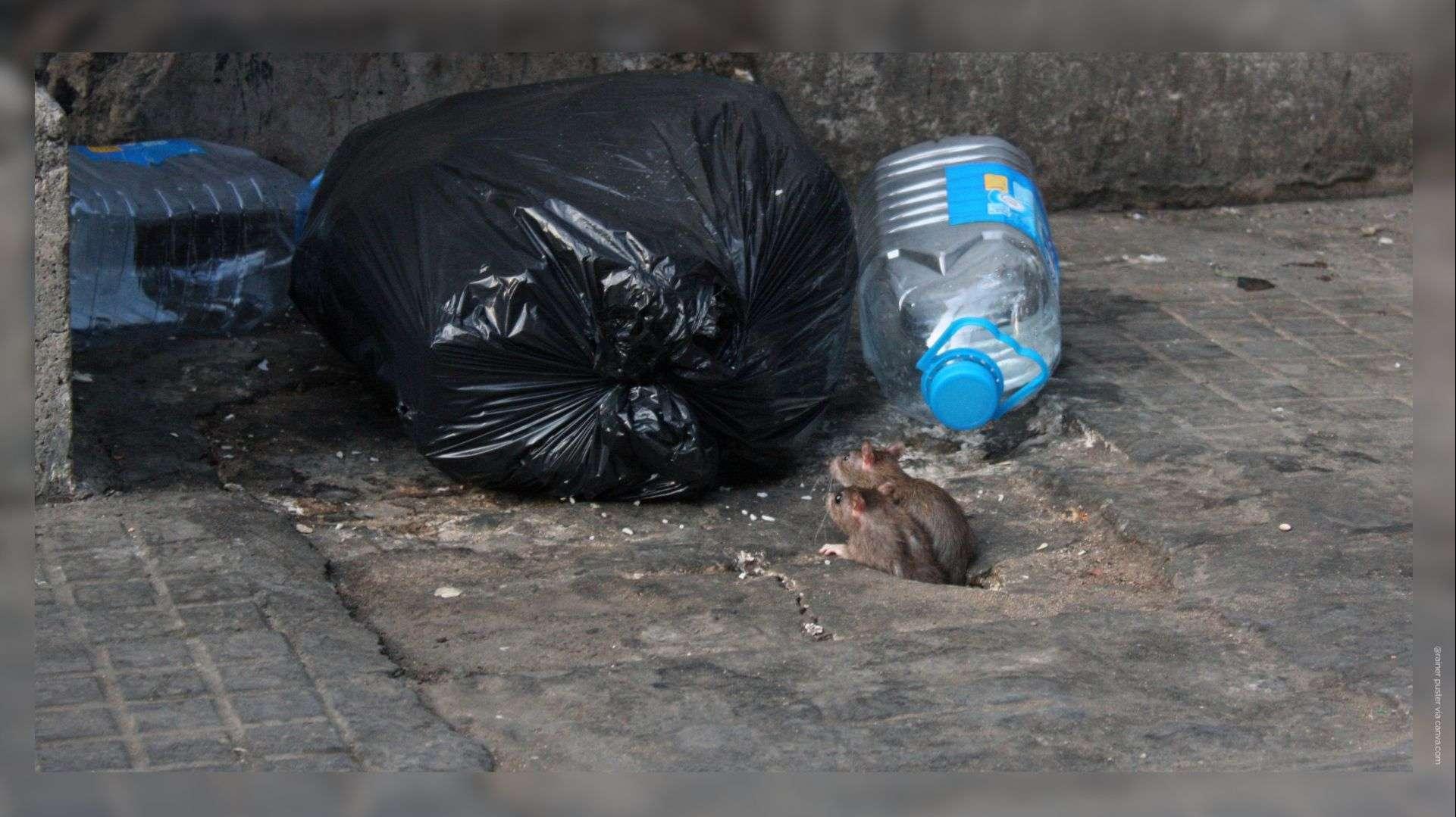 Prolifération de rats à Fos-sur-Mer : la ville fait intervenir une entreprise spécialisée