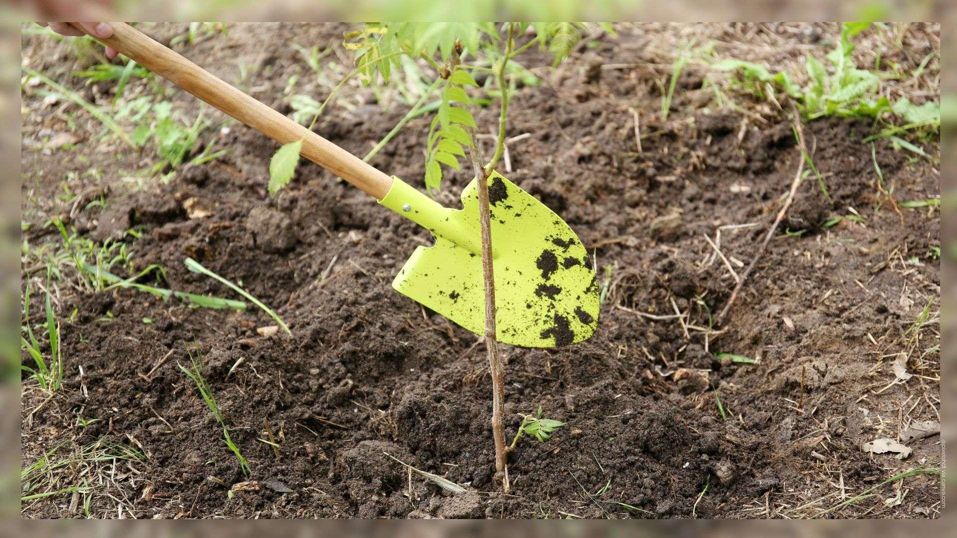 100 nouveaux arbres plantés à Arles