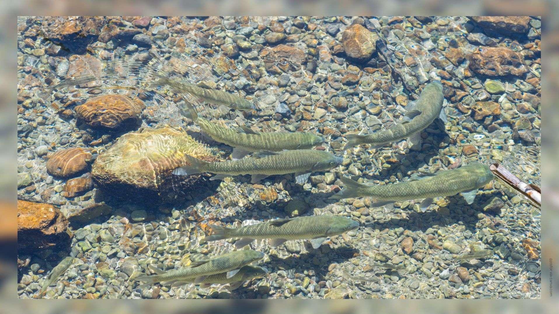 Un quart de la faune d'eau douce menacé de disparition