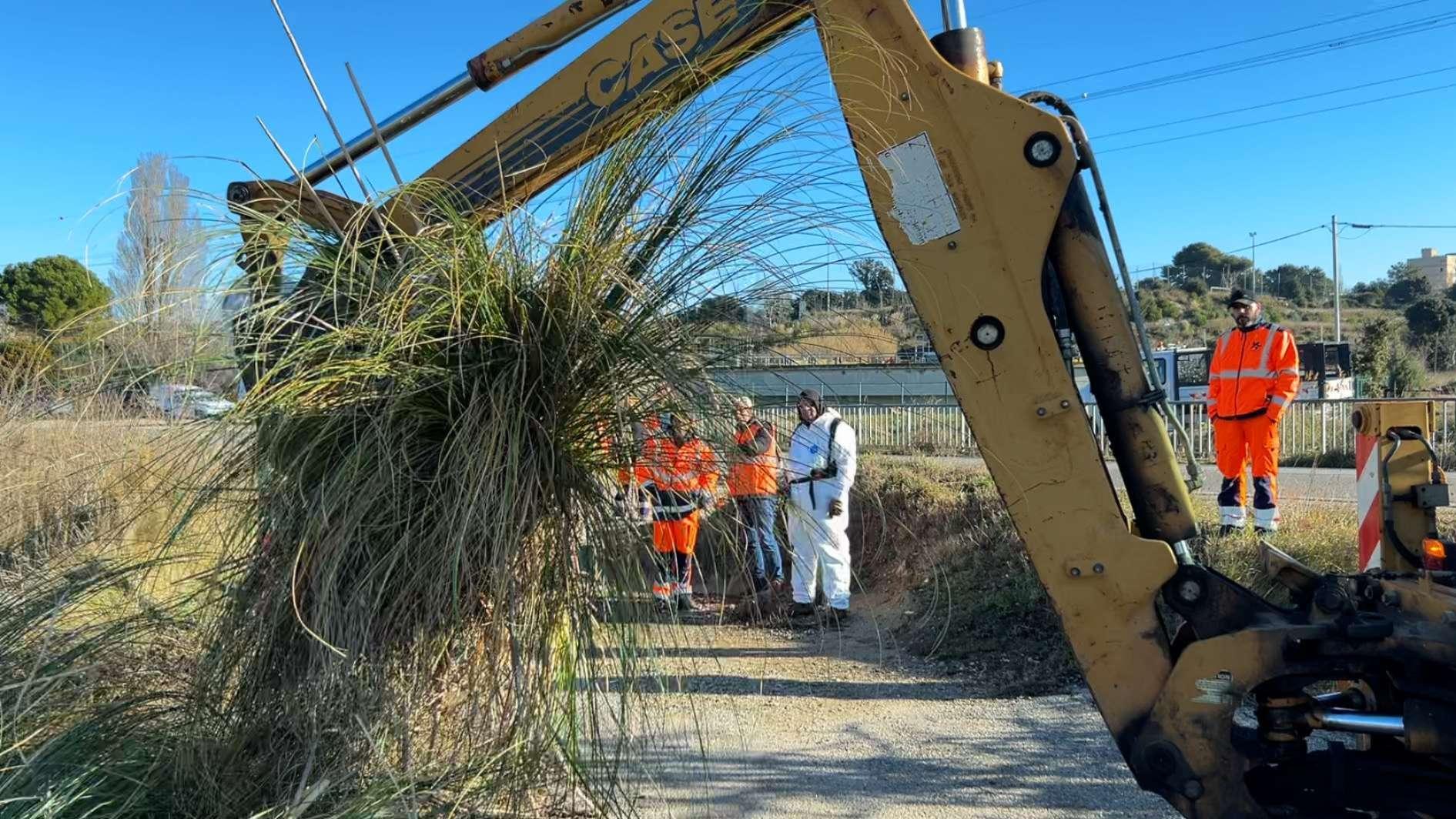  À Istres, les grands moyens pour enrayer l'invasion végétale