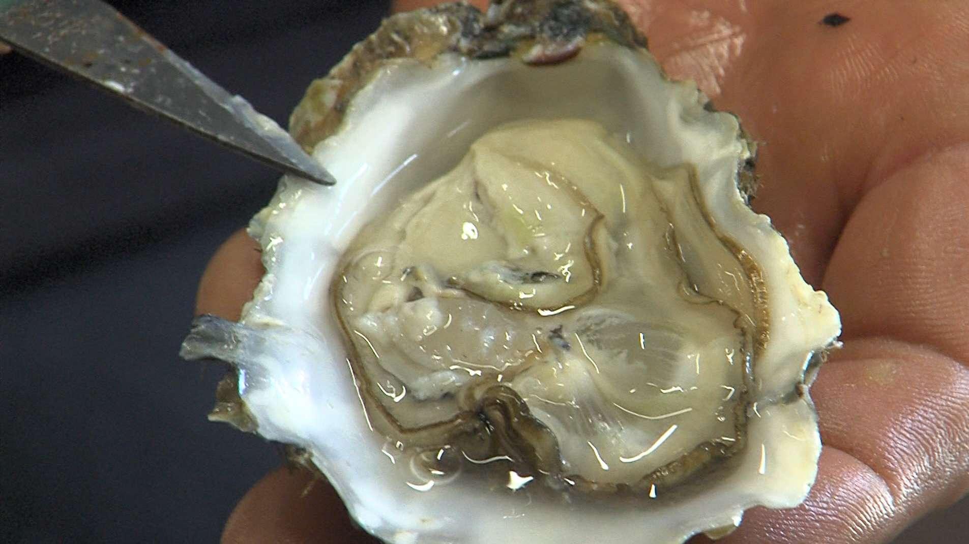 Alerte sanitaire : récolte et vente interdites de coquillages issus de l’Anse de Carteau après des cas de gastro-entérite