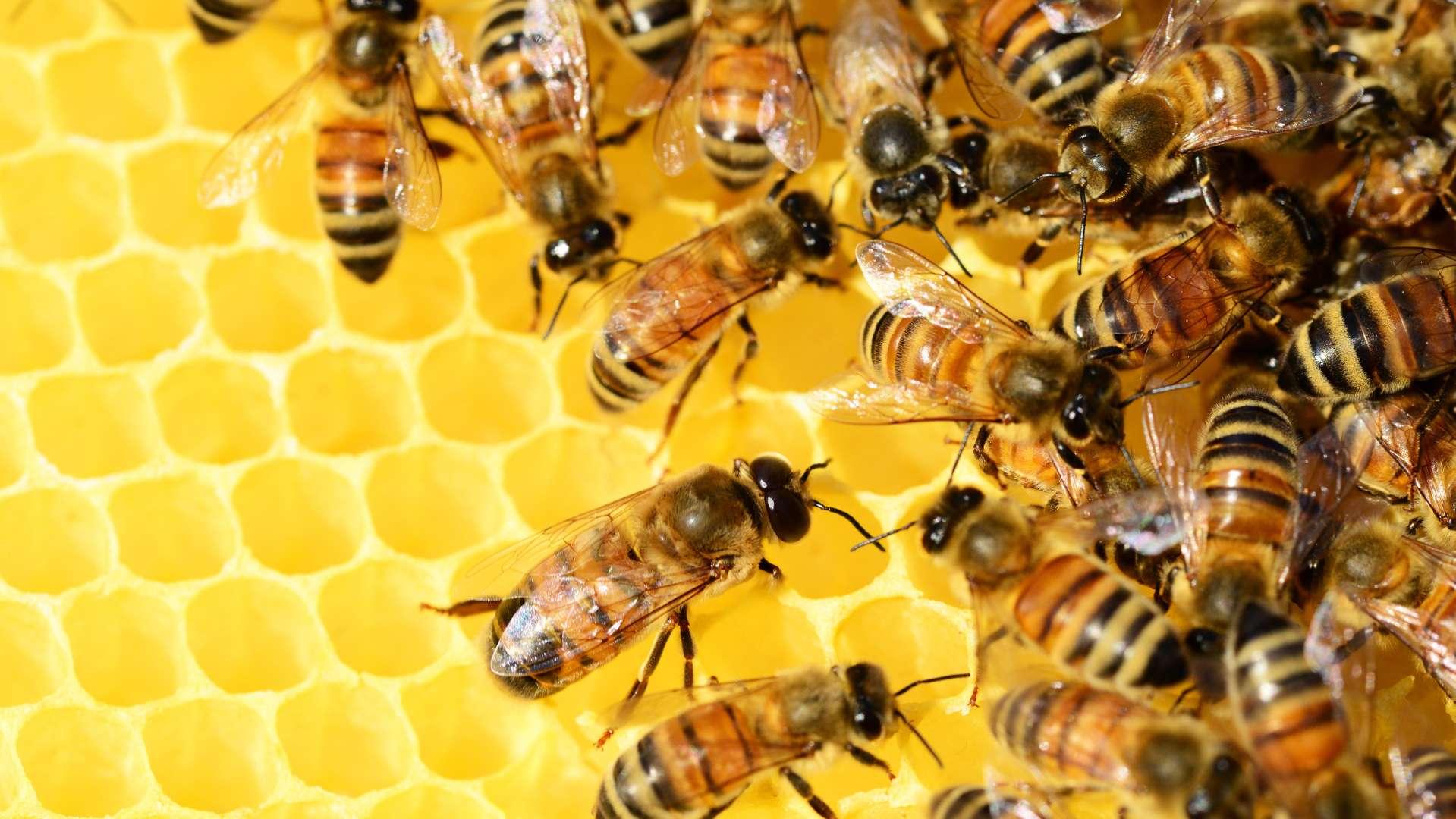 La Confédération paysanne déverse des abeilles mortes sur le stand du lobby des pesticides au Salon de l'agriculture