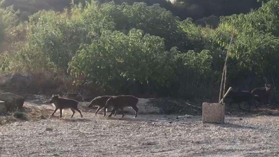 Une battue aux sangliers débute ce matin à la Madrague-Montredon