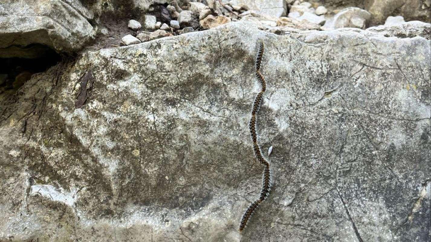 Les chenilles processionnaires de retour dans les Bouches-du-Rhône : ce qu’il faut savoir