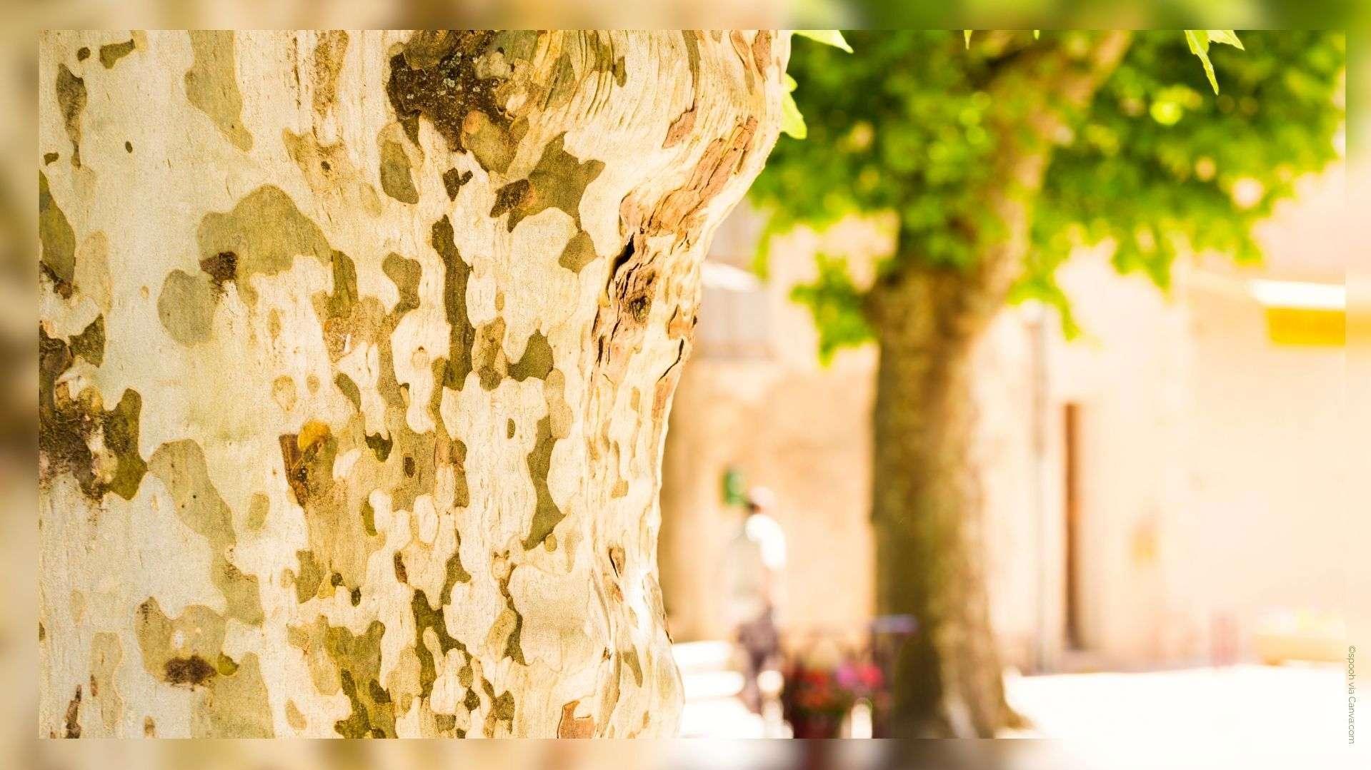 Aix-en-Provence : 12 arbres à abattre pour lutter contre le chancre coloré 