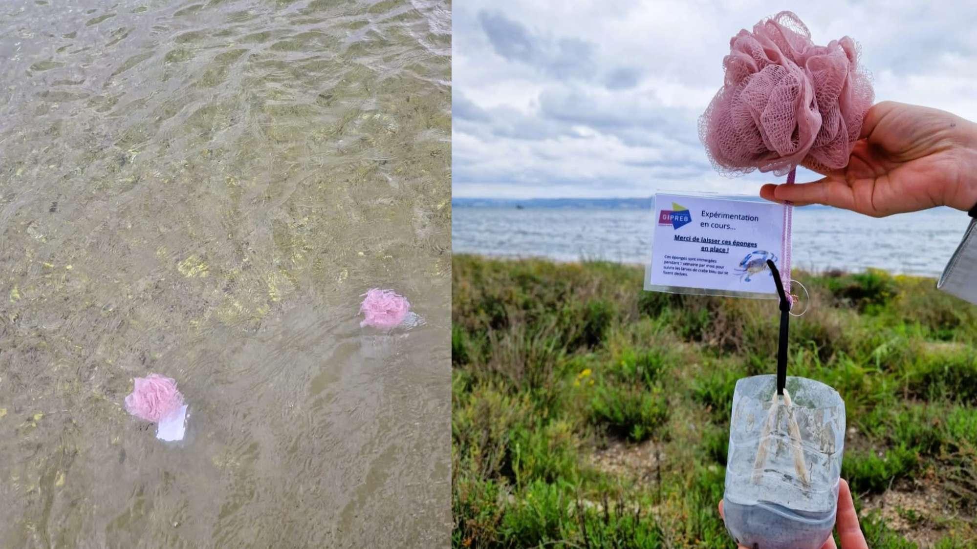 Des fleurs de douche pour suivre la présence du crabe bleu dans l’Étang de Berre