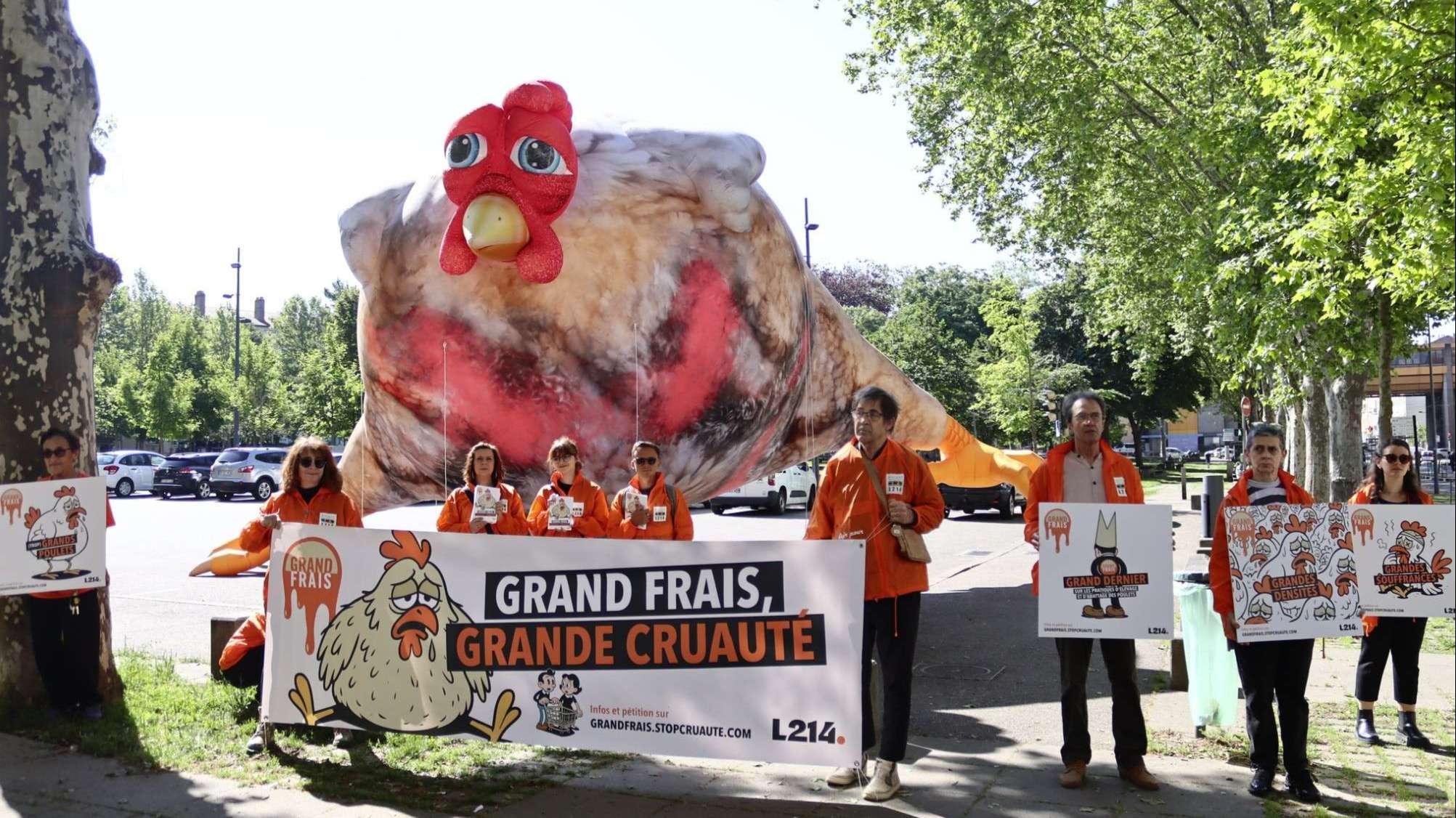 L214 se mobilise aux Pennes-Mirabeau pour la défense des poulets