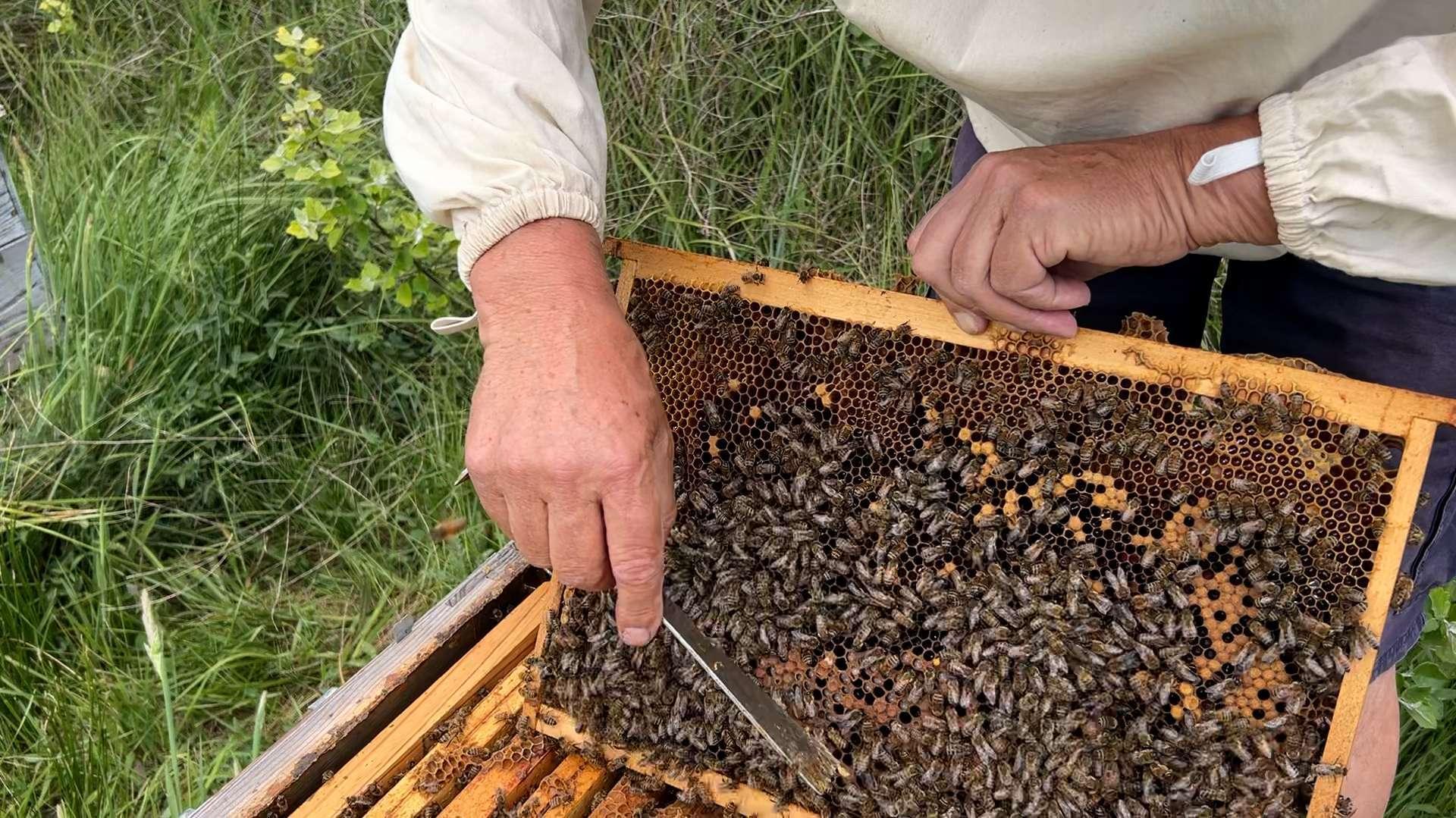 "S'il n'y a plus d'abeilles, il n'y a plus d'hommes"