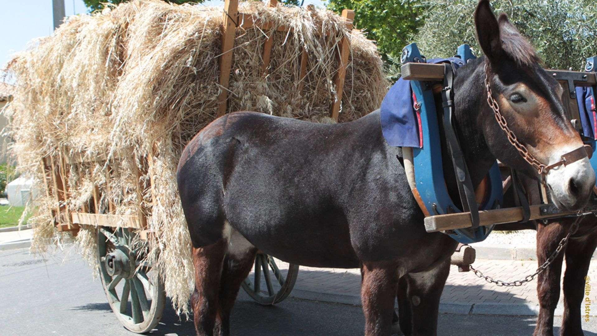 Entressen fête le foin de Crau ce dimanche