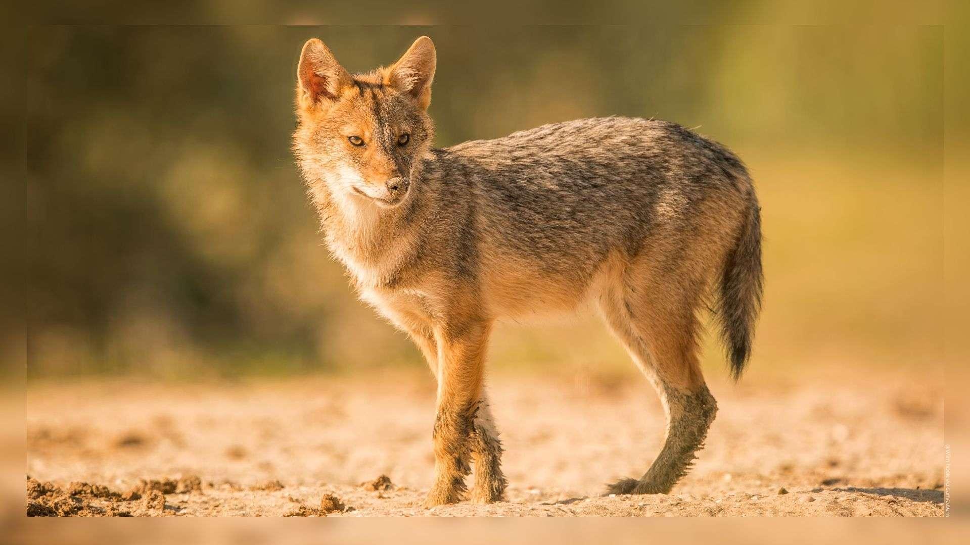 Arrivé en Provence, le chacal doré poursuit son expansion en France
