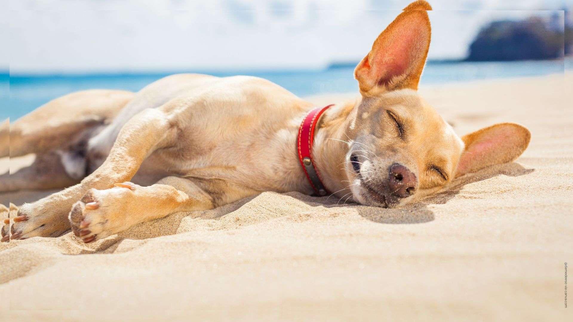 La Ciotat dans le top 3 des plages les plus "dog-friendly"