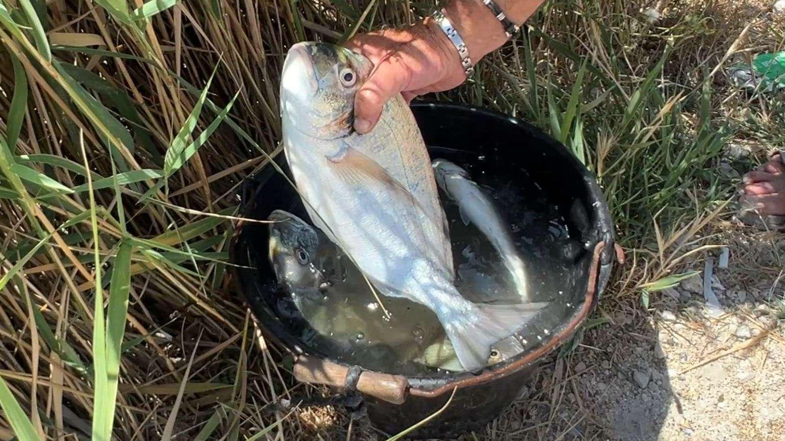 Pêche et baignade interdite dans l'étang de Berre : qu'en pensent les pêcheurs ? 
