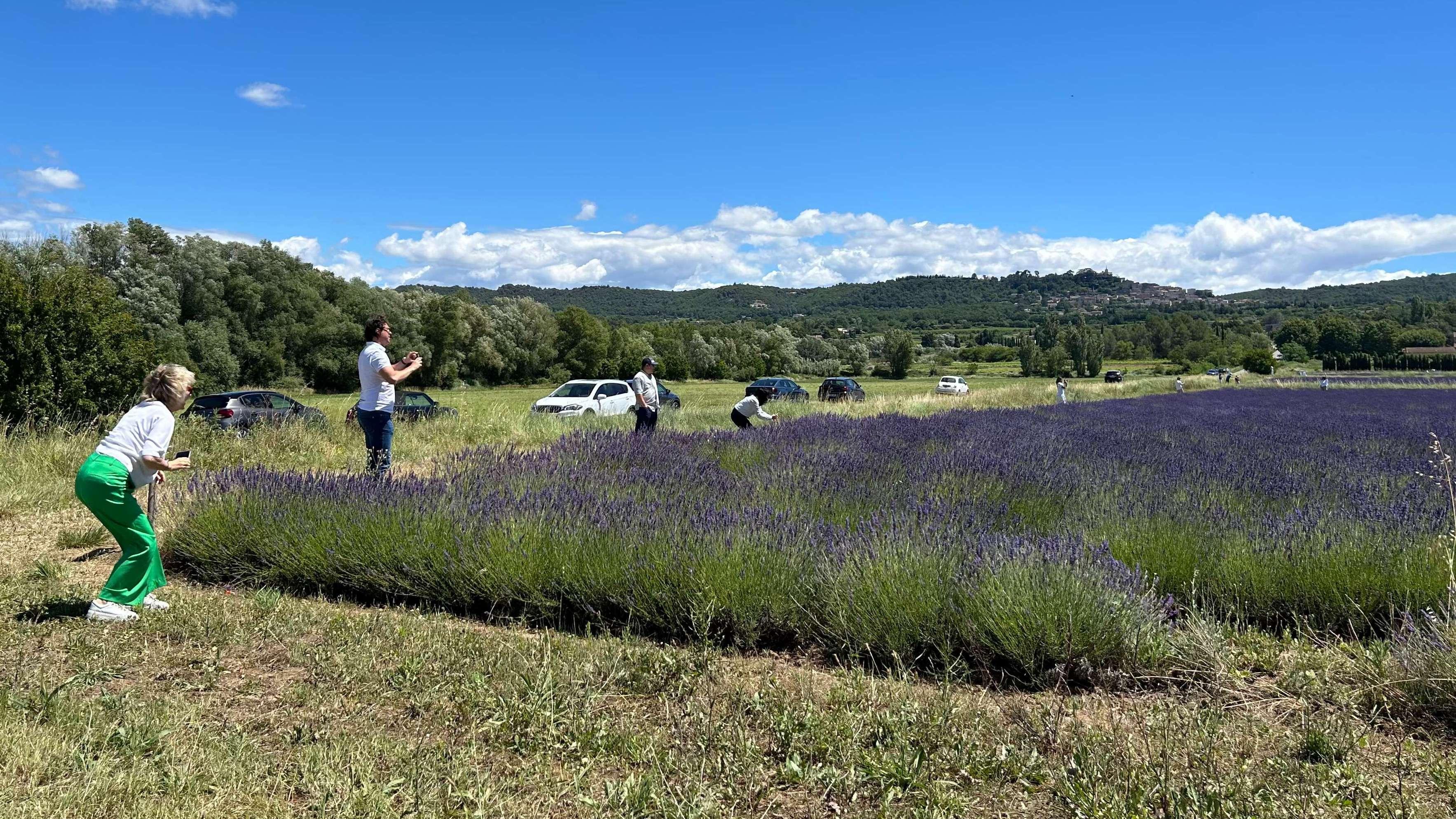 Au mois de juin, les incontournables champs de lavande pour faire les plus belles photos