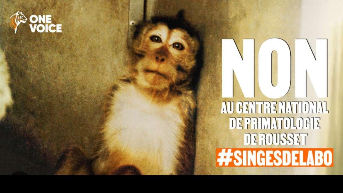 L'association One Voice dit "non aux singes de laboratoire à Rousset"
