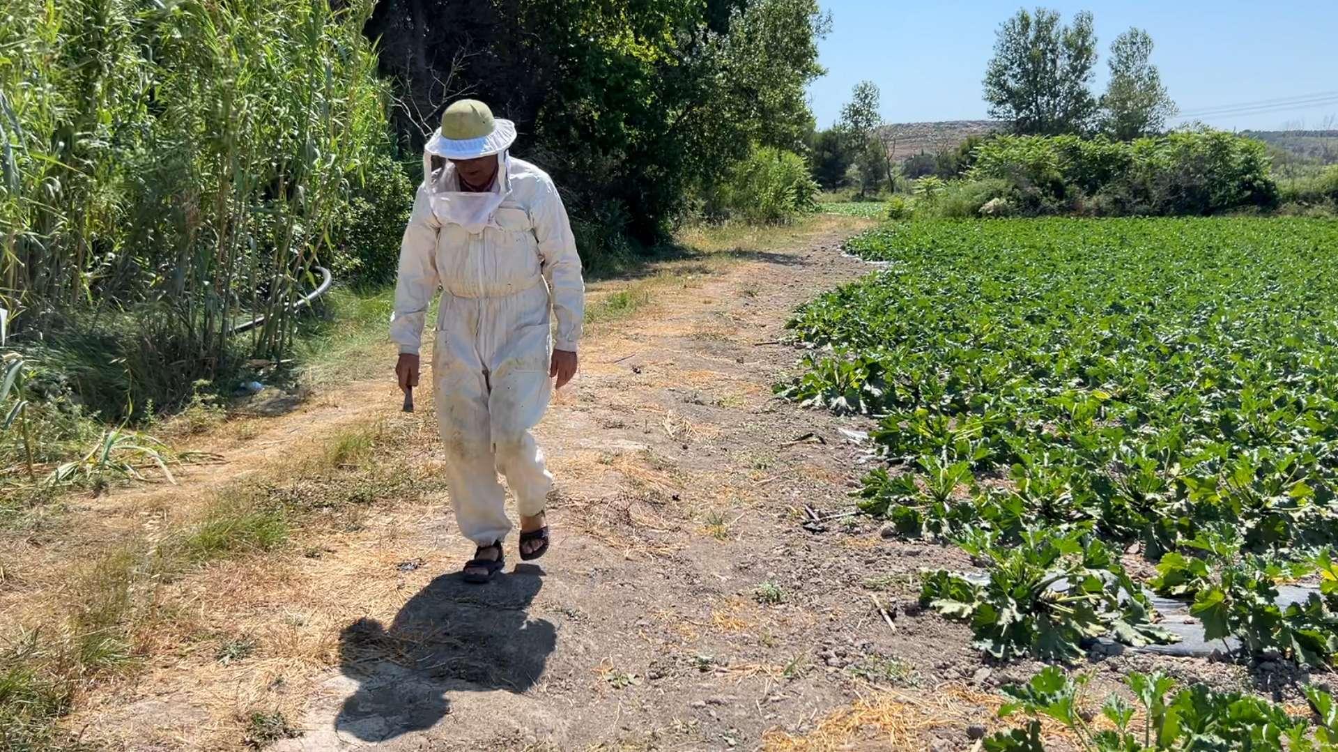 Coup de chaud pour les abeilles : "Les reines ne pondent plus"