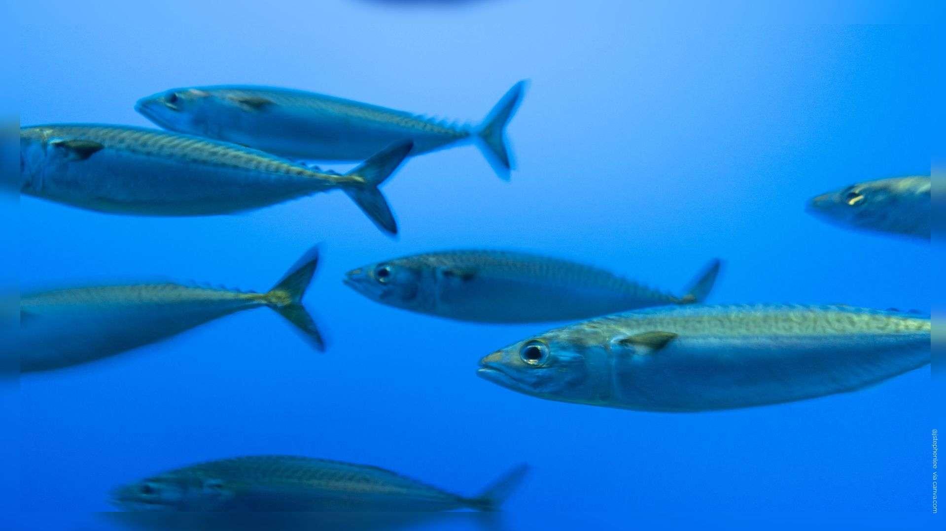 "Ils s'en vont" : en Méditerranée, les poissons fuient la chaleur