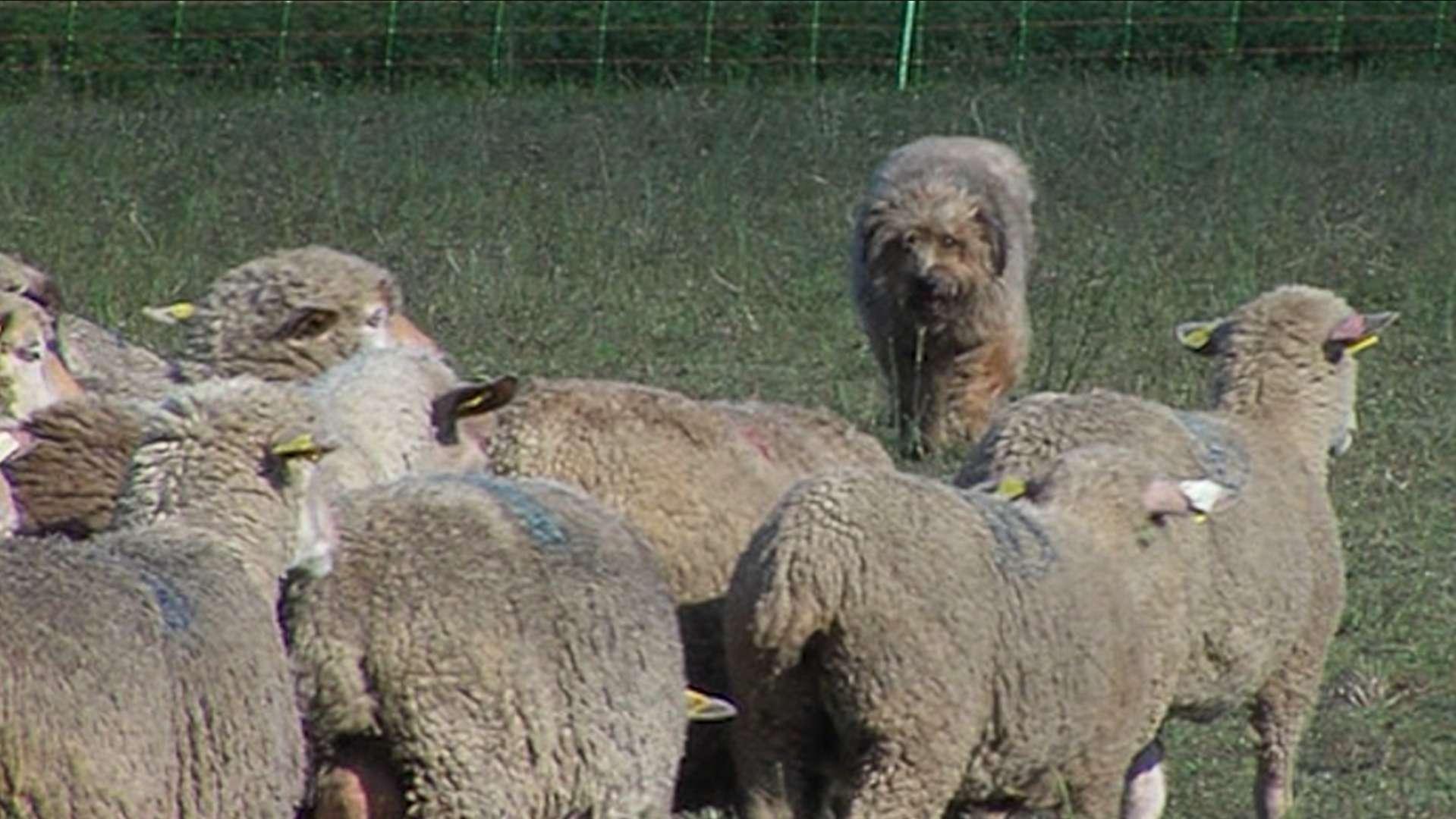 Attaques de chiens de berger : l'espoir d'une solution à Berre-l'Étang