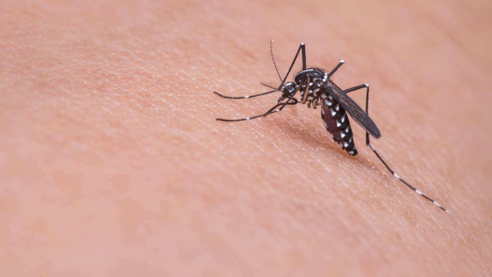 L’ARS alerte sur des cas de chikungunya à Vitrolles
