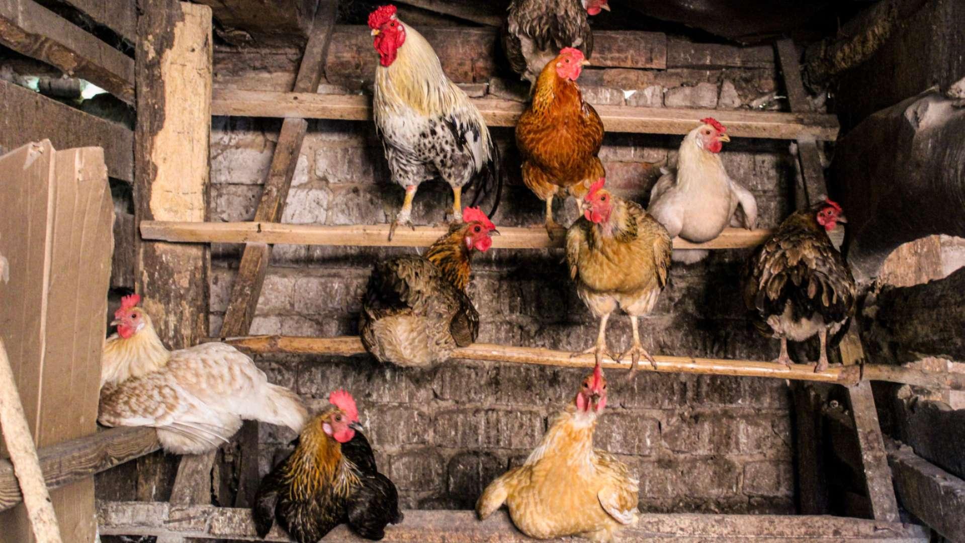 "Jusqu'à 50 degrés dans le poulailler" : la canicule laisse des cicatrices sur l'agriculture