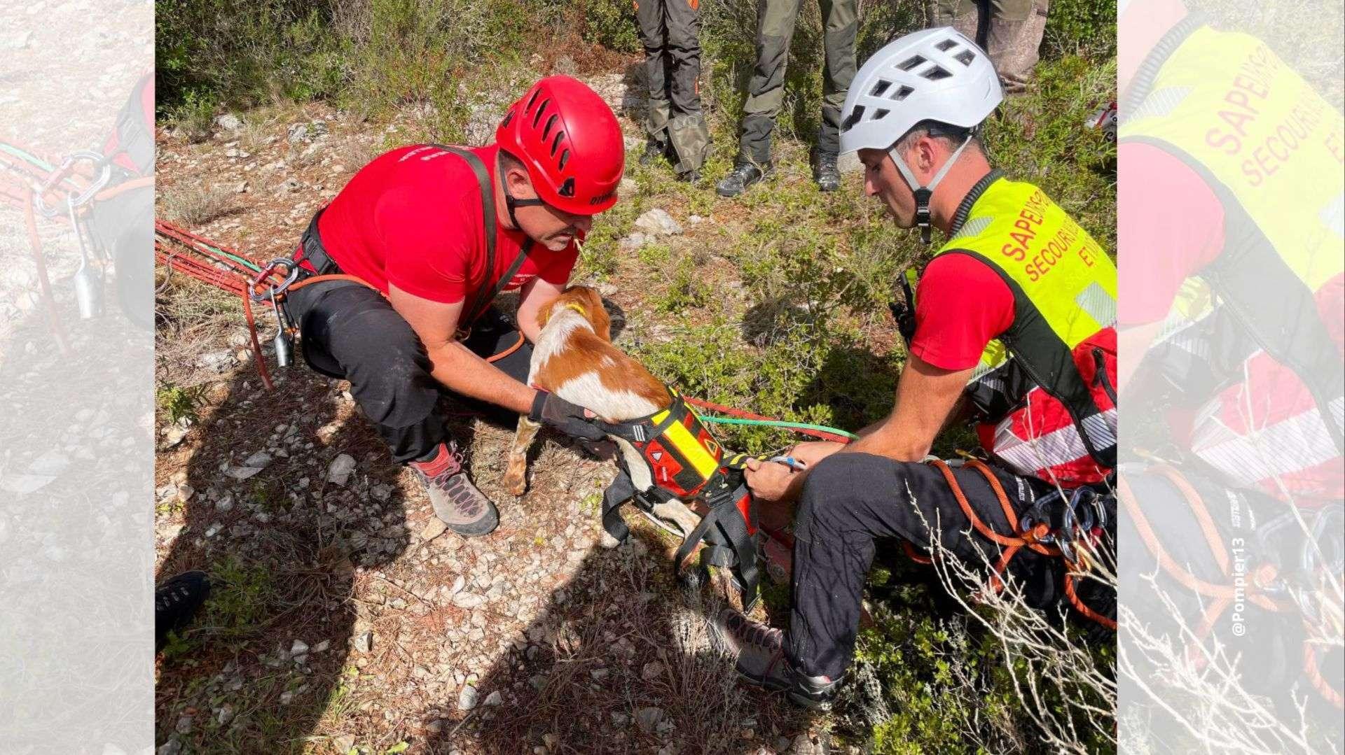 Les pompiers sauvent un chien tombé à 10 mètres de profondeur à Cuges-les-Pins