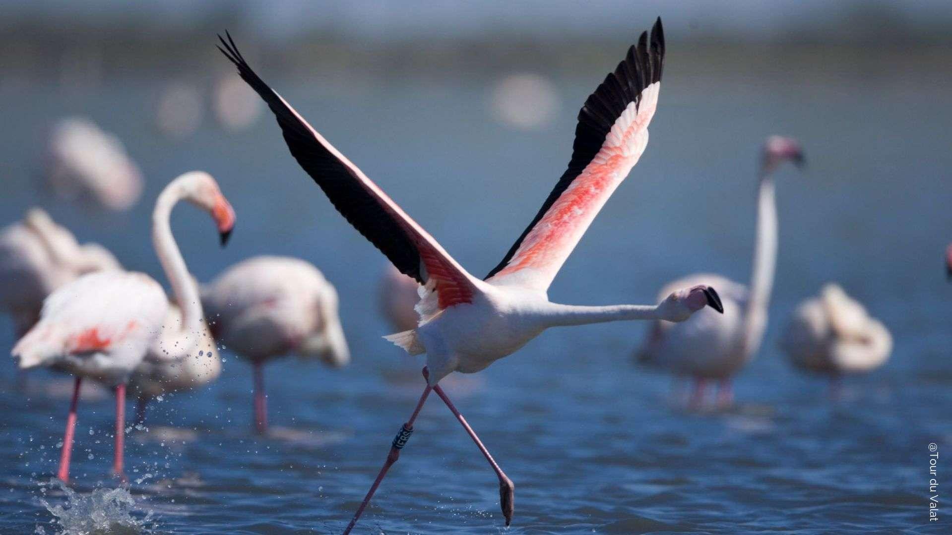 "Offrir" un flamant rose : un cadeau insolite au service de la Camargue