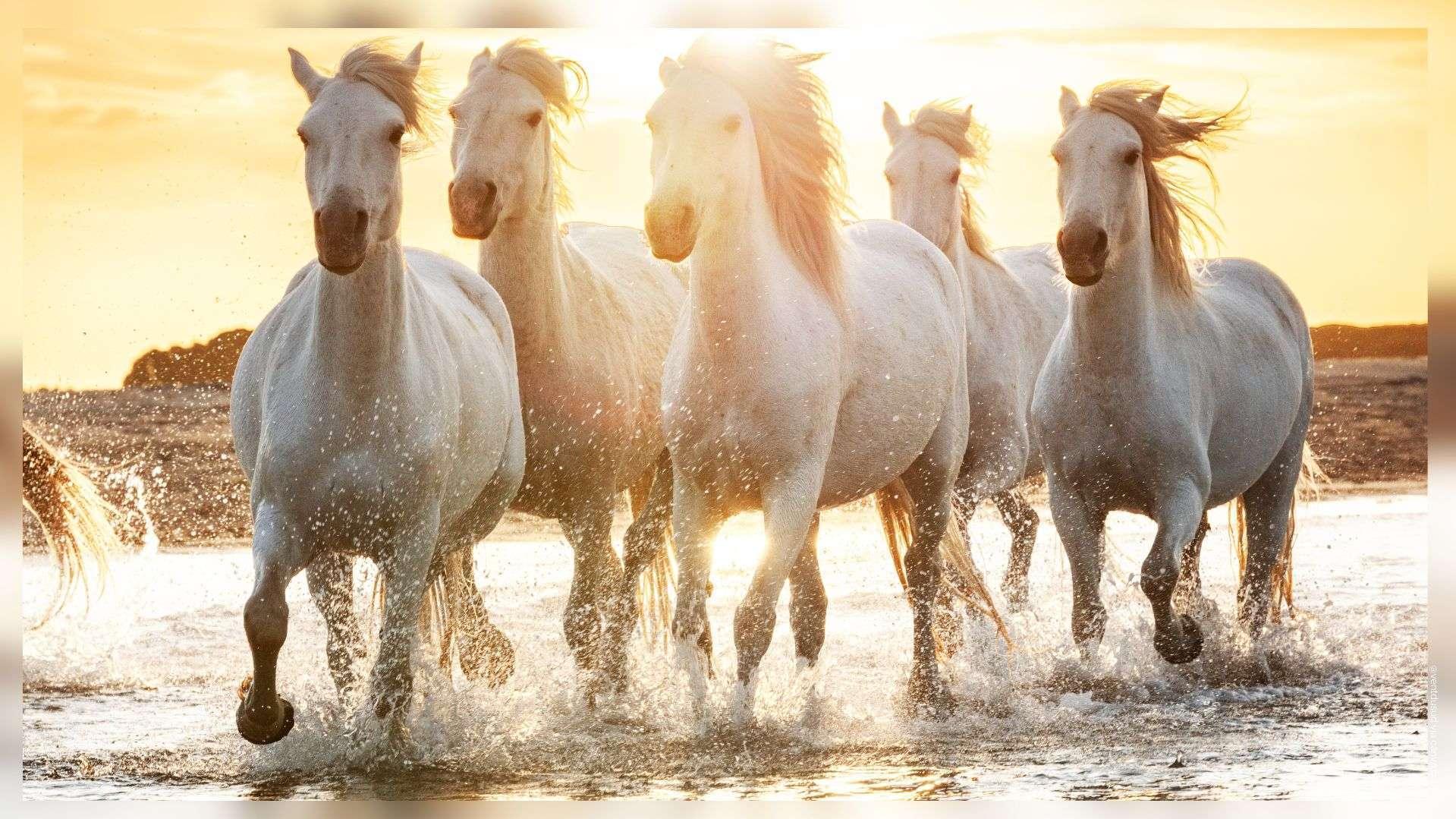 « Le cheval est l'âme de notre territoire » : le Salon Camagri fête ses 25 ans ce week-end aux Saintes-Maries-de-la-Mer