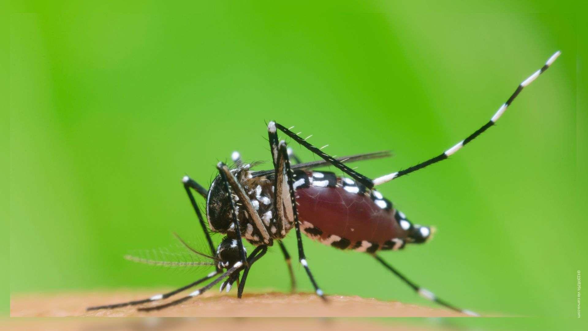 Chikungunya dans les Bouches-du-Rhône : "Une explosion des cas" selon l'ARS PACA
