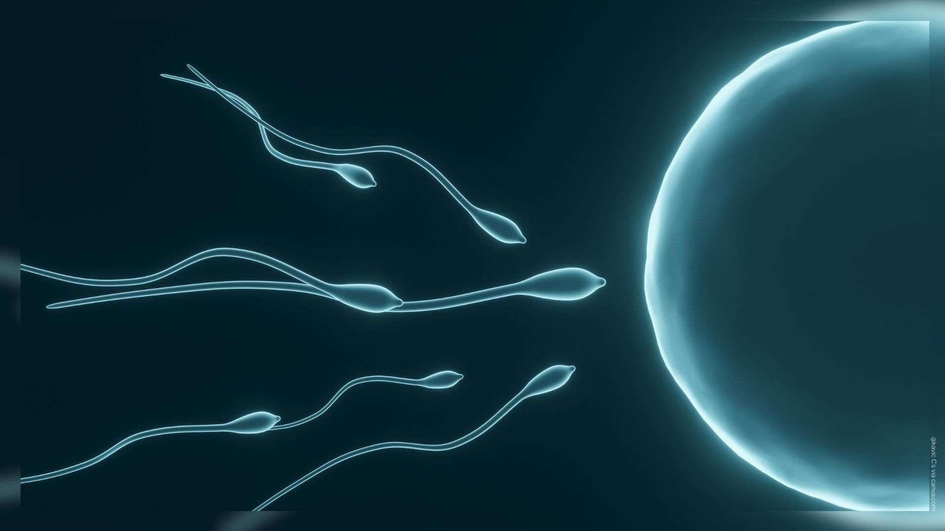 Créer des ovules artificiels, une piste contre l'infertilité?