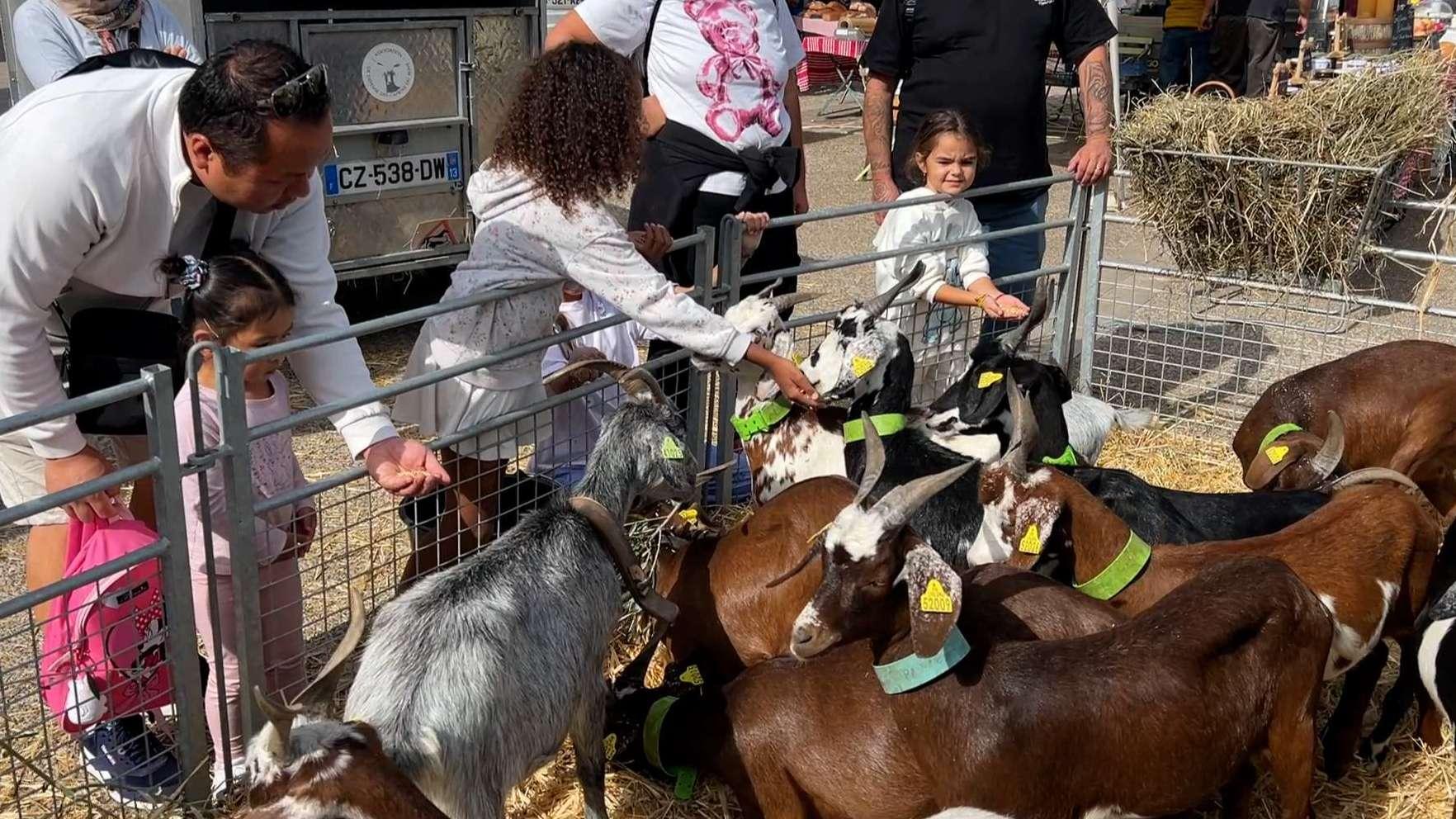 À Martigues, la fête du terroir prend racine 