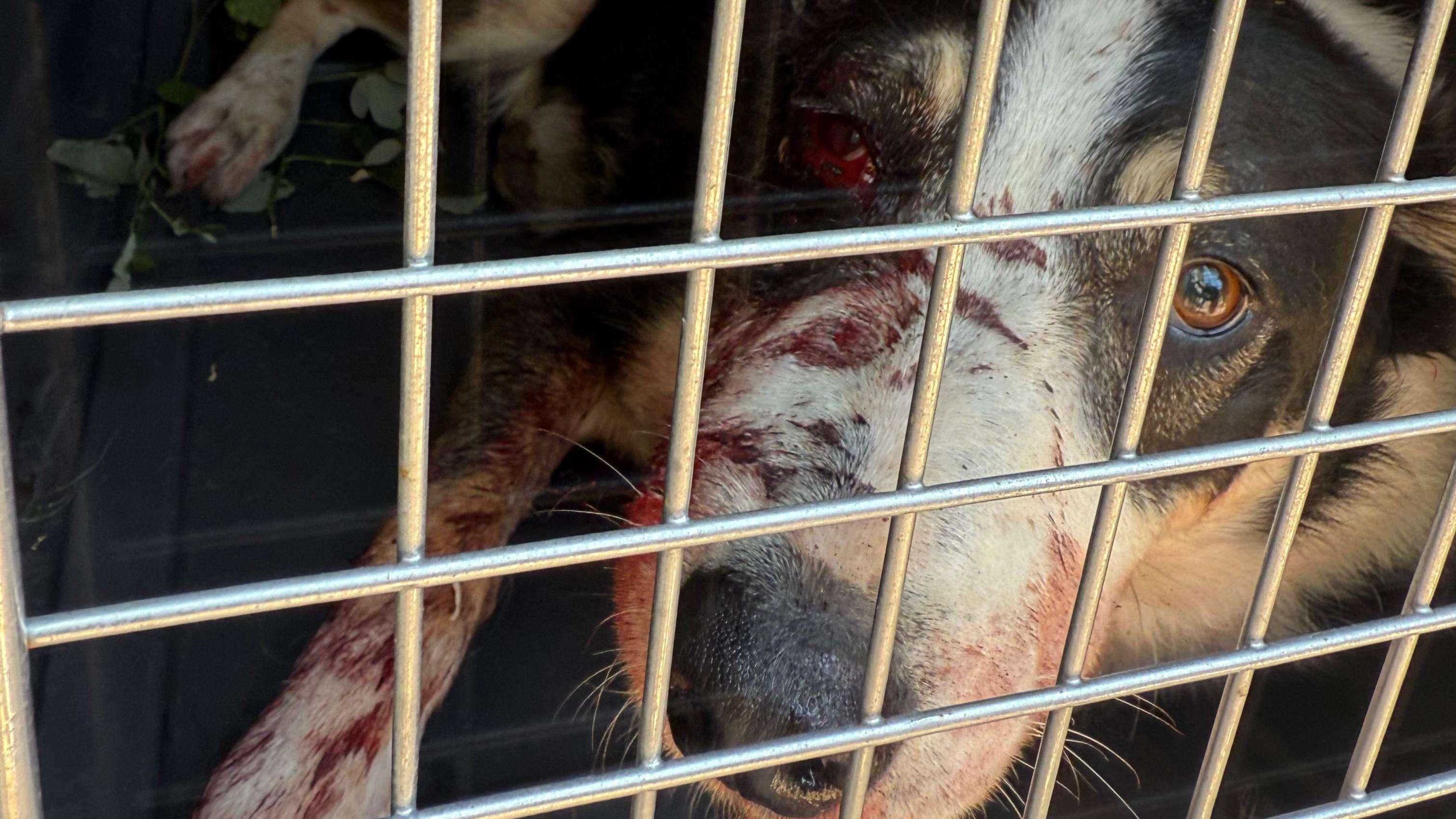 "Entre 200 et 300 impacts de plombs" : elle avoue avoir commandité l'exécution de son chien